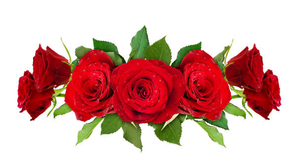 istock Red rose flowers line arrangemdent 828319026