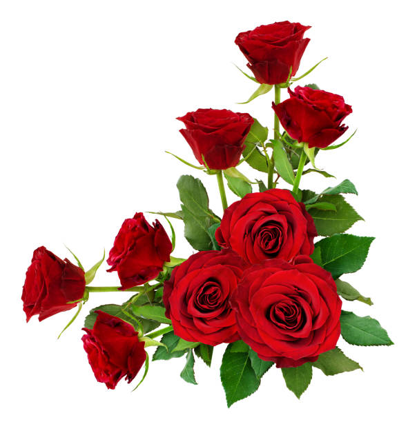 istock Red rose flowers with leaves in a corner arrangement 828319036