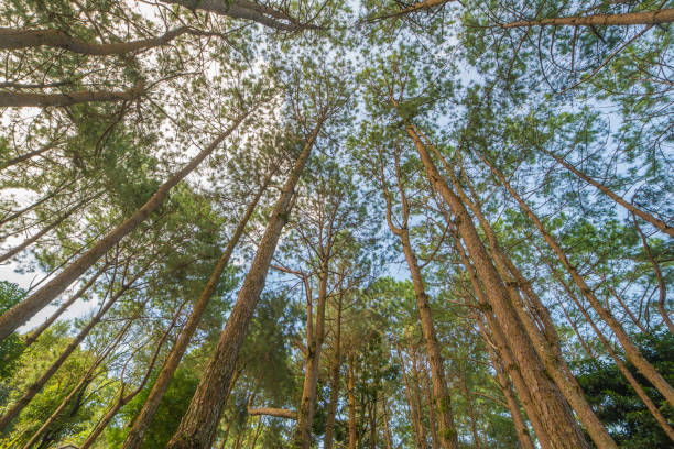 istock Bottom view of trunks trees in a pine forest 828337530