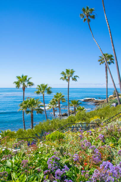 istock Beautiful Heisler Park, Laguna Beach, California 828342106