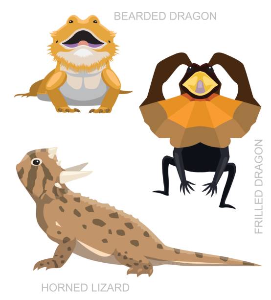 9,374 Australian Lizard Stock Photos, Pictures & Royalty-Free Images - iStock 9,374 Australian Lizard Stock Photos, Pictures & Royalty-Free Images - iStock