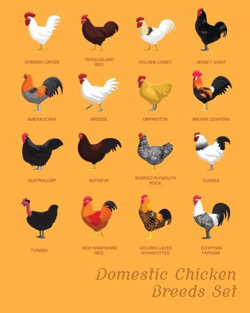 illustrazioni stock, clip art, cartoni animati e icone di tendenza di domestic chicken breeds set cartoon vector illustration - bresse