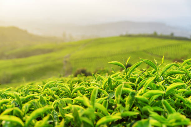 istock Young bright green tea bushes at tea plantation in evening 828352460