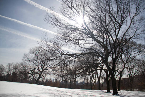 istock Lines of cloud on the sky and trees on snow 828361664