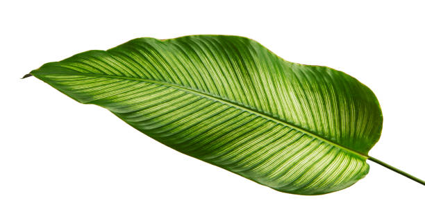 листья калатеа орната (pin-stripe calathea), тропическая листва, изолированная на белом фоне, с отсечением пути - large leaf стоковые фото и изображения