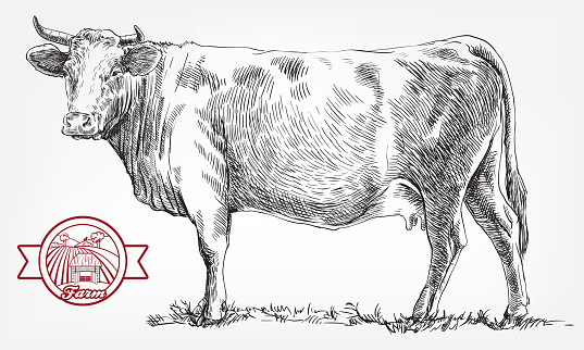 breeding cow. grazing cattle. animal husbandry. livestock. vector sketch on a grey background