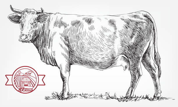 breeding cow. animal husbandry. livestock breeding cow. grazing cattle. animal husbandry. livestock. vector sketch on a grey background pen and ink stock illustrations