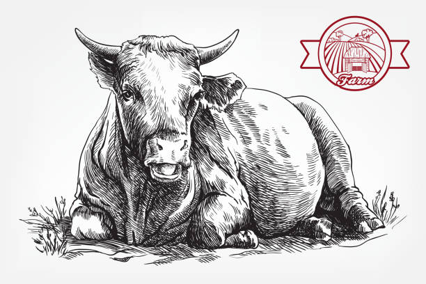 ilustraciones, imágenes clip art, dibujos animados e iconos de stock de vaca de cría. cría de animales. ganado - animal husbandry illustrations