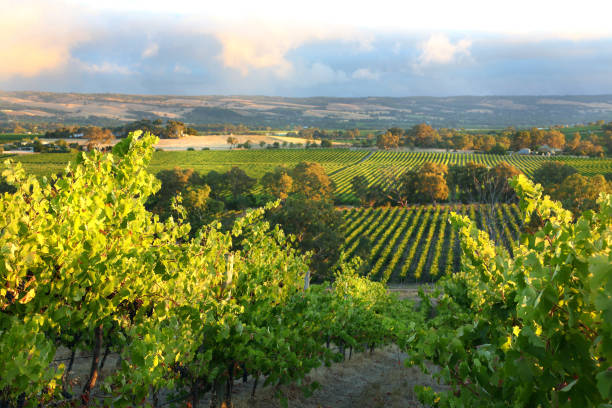 Cтоковое фото McLaren Vale, южная Австралия