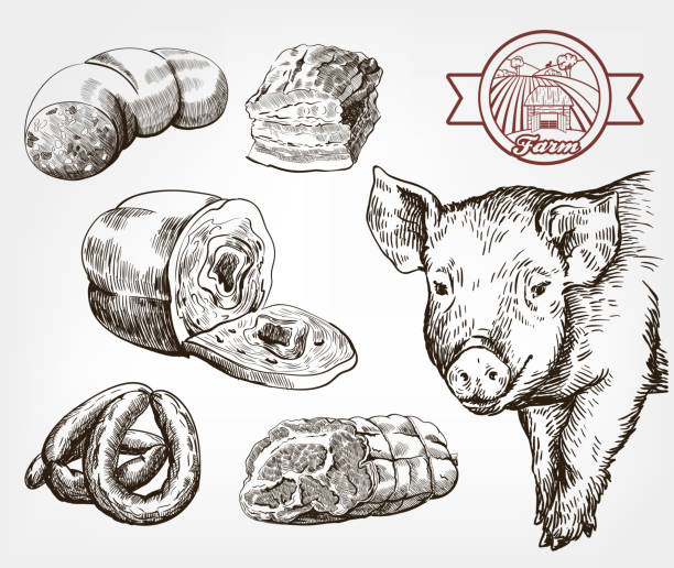 ilustraciones, imágenes clip art, dibujos animados e iconos de stock de la cabeza de un cerdo. productos de carne natural. cría de animales. conjunto de dibujos de vector contra gris - bacon illustration and painting pork ham