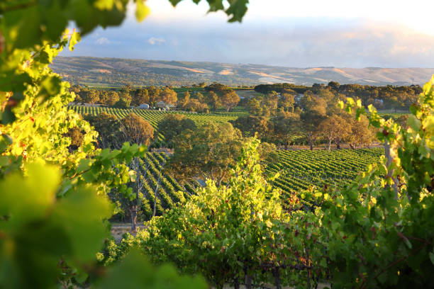 Cтоковое фото McLaren Vale, южная Австралия