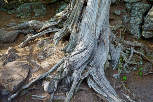 istock Tree Trunk and Roots at Gooseberry Falls 828369074