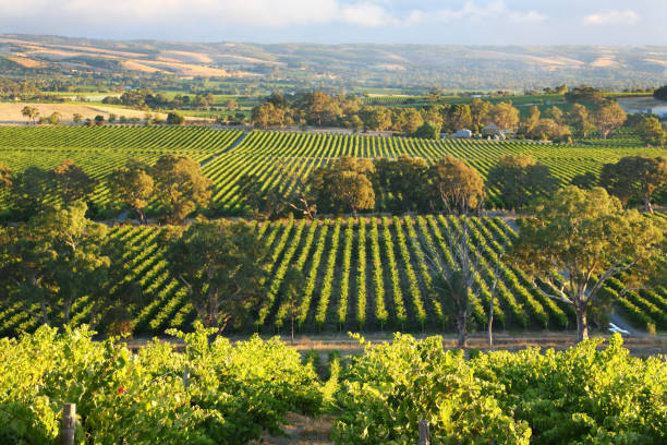 McLaren Vale, Australia del sur - foto de stock