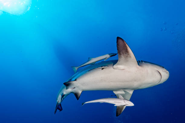 istock bull shark in the blue ocean background 828389110
