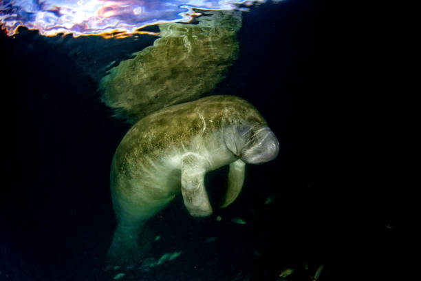 florida manatee close up portrait
