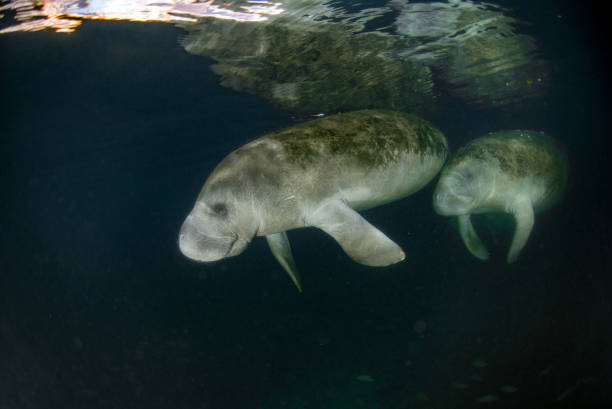 istock florida manatee close up portrait 828389740