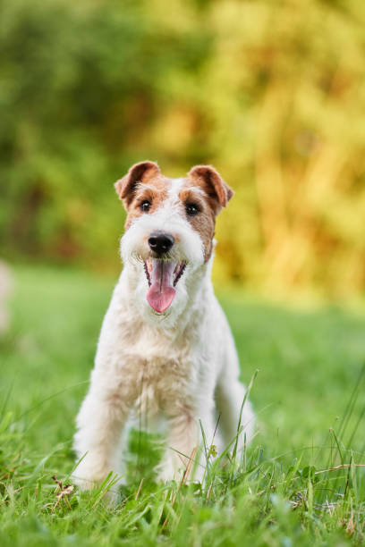 istock Adorable happy fox terrier dog at the park 828398448
