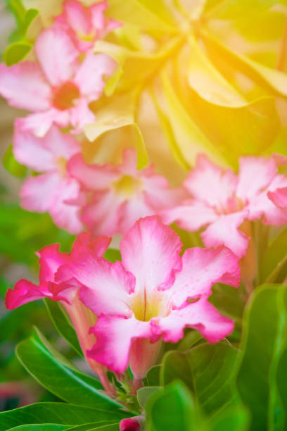 istock Adenium obesum flower Medicinal Plants with warm light, soft tone 828399234