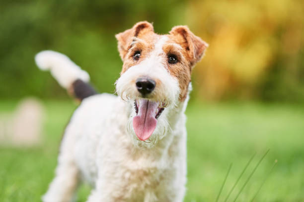 Adorable happy fox terrier dog at the park stock photo