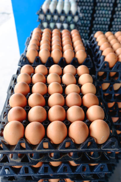 istock Eggs from hen farm in the package that preserved for sale. 828399444