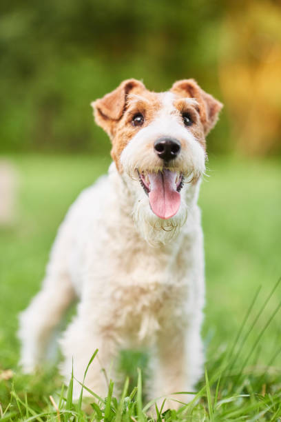 istock Adorable happy fox terrier dog at the park 828399648