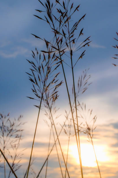 istock beautiful sunrise sunset sky for background . 828404030