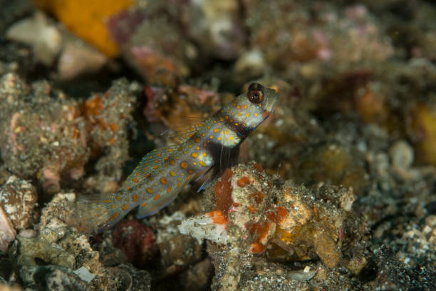 istock spotted shrimpgoby - Amblyeleotris guttata 828404512