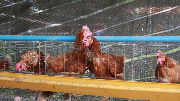 istock Eggs chicken farm, Chickens in battery cages laying eggs. 828408416