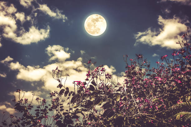 istock Flowers blooming against night sky with bright full moon. 828408972