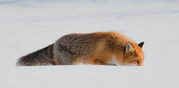 istock Lonely fox walking on snow in winter 828412920