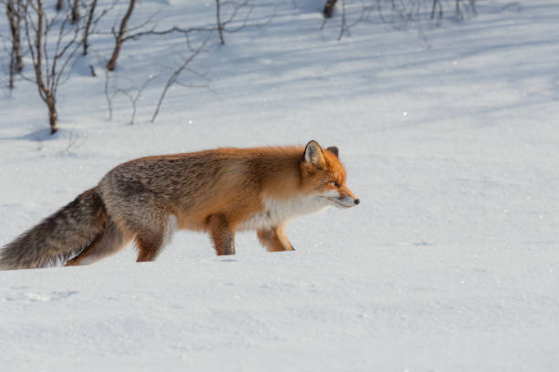 istock Lonely fox walking on snow in winter 828413142
