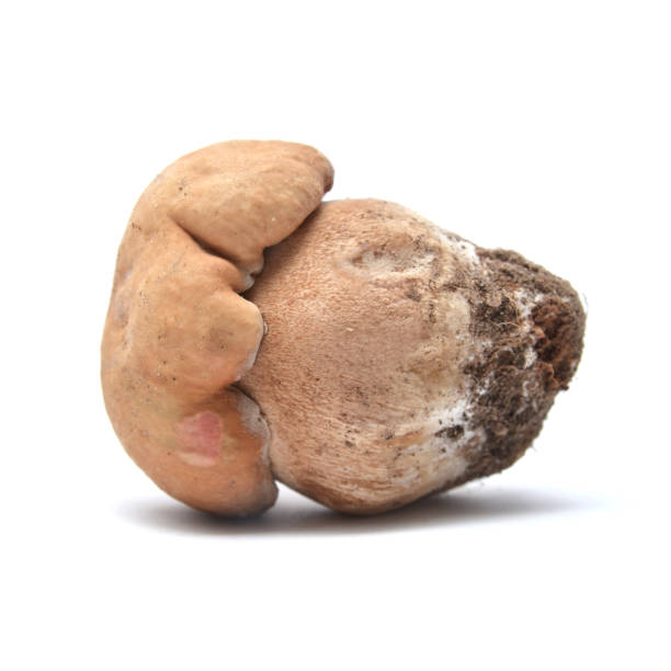 istock boletus edulis mushroom 828420796