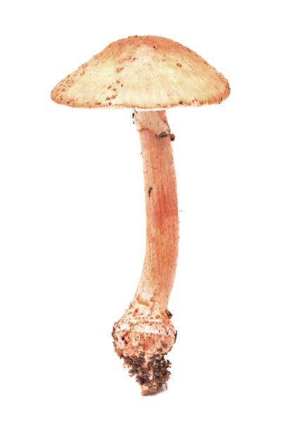 amanita rubescens mushroom amanita rubescens mushroom isolated on white background amanita rubescens stock pictures, royalty-free photos & images