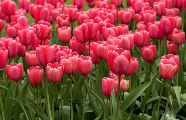 istock red tulips flowers blooming in a garden 828421380