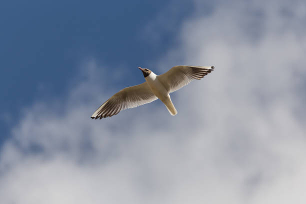 istock Gull on the background of clouds 828424874
