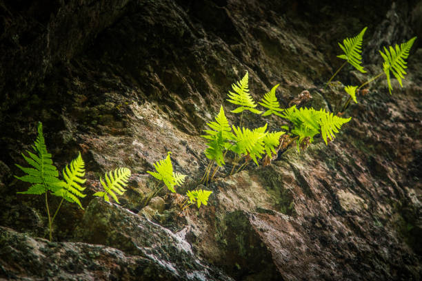 istock A beautiful rocky forest landscape in Finland 828424884