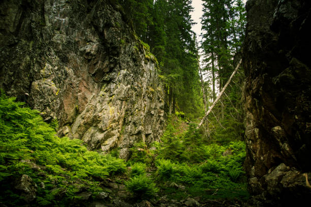 A beautiful rocky forest landscape in Finland