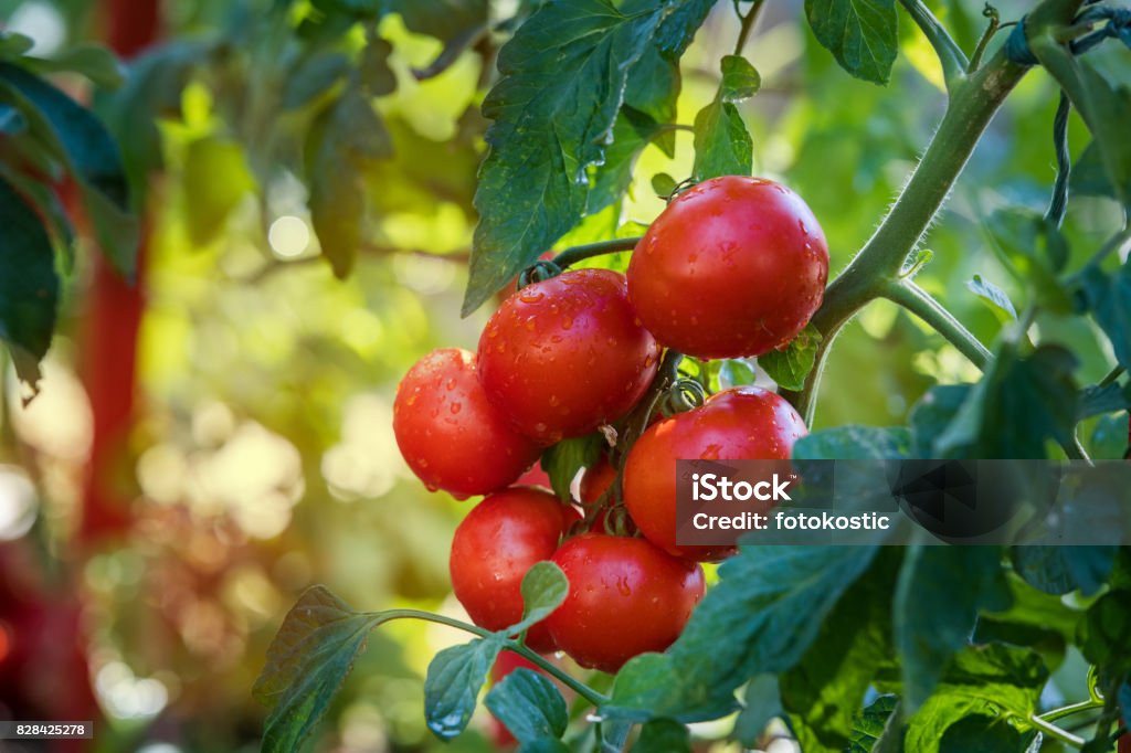 Irrigazione pianta di pomodoro piantina in giardino serra - Foto stock royalty-free di Pomodoro