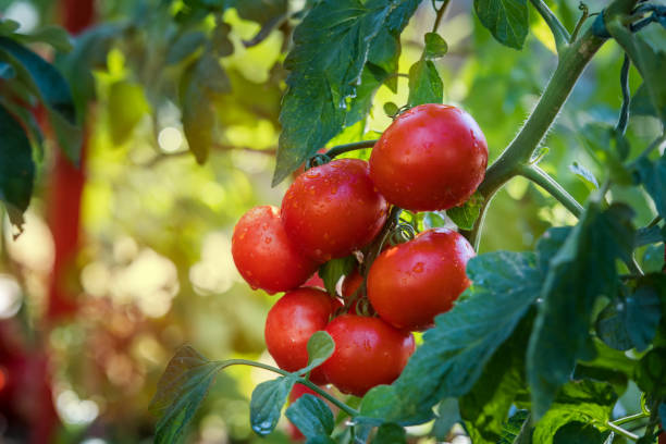 Watering seedling tomato plant in greenhouse garden Watering seedling tomato plant in greenhouse garden watering pail stock pictures, royalty-free photos & images