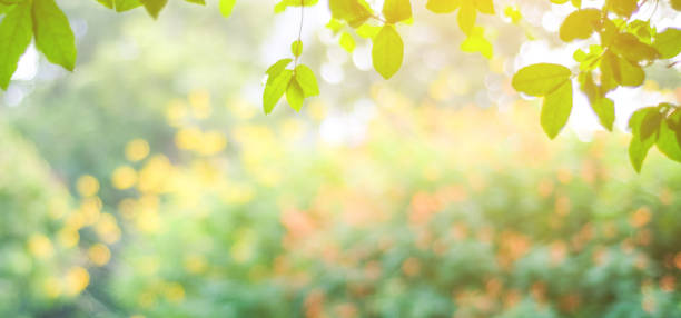 flou de parc avec fond clair de bokeh, nature, jardin, automne, printemps automne et saison estivale - leafes autumn grass nature photos et images de collection