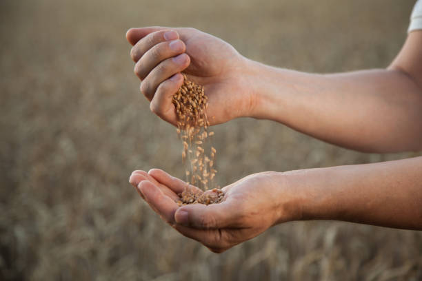 man pours wheat from hand to hand stock photo