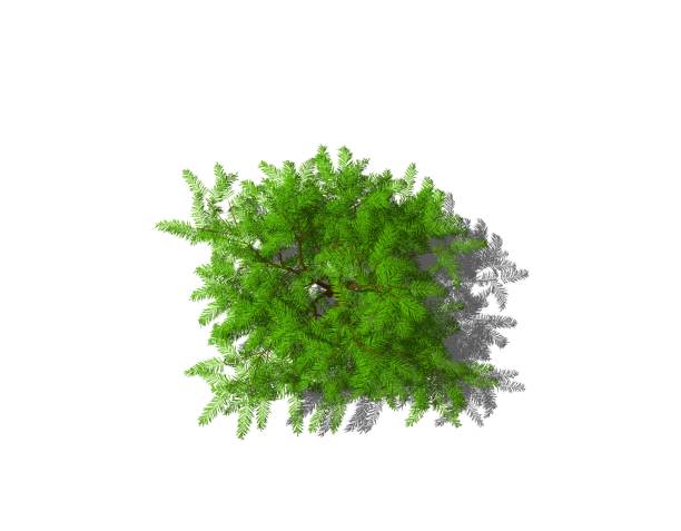 istock Albizia tree. Isolated on white background. Top view. 828435800