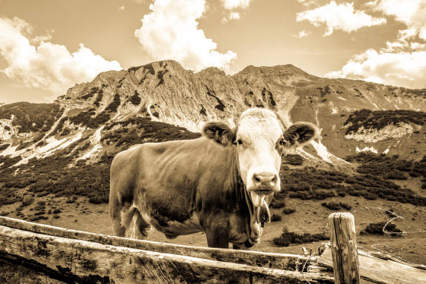istock cows at the european alps 828444260