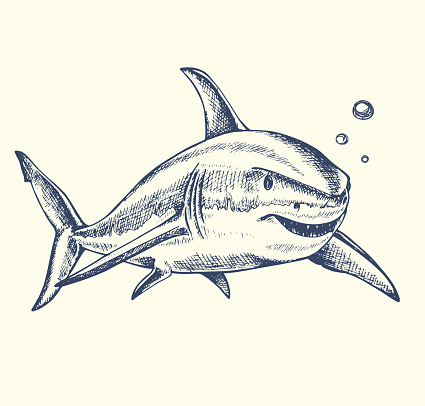 Hand drawn vector toothy shark swimming in the water
