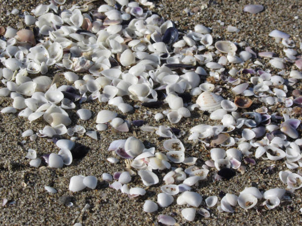 istock Seashells on sand. Summer beach background. Top view 828444562