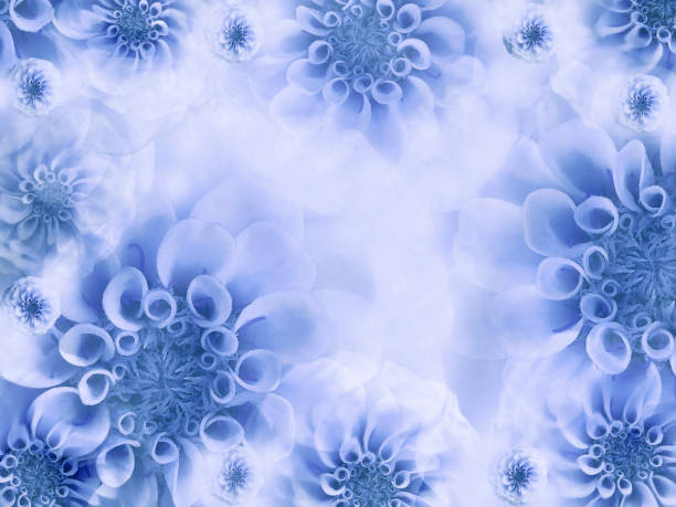 Floral Fondo Hermoso Blancoazul Fondos De Pantalla De Flores De Color Azul Claros Composición De La Flor Naturaleza N Foto de stock y más banco de imágenes de Fotografía - Imágenes - iStock Floral Fondo Hermoso Blancoazul Fondos De Pantalla De Flores De Color Azul Claros Composición De La Flor Naturaleza N Foto de stock y más banco de imágenes de Fotografía - Imágenes - iStock