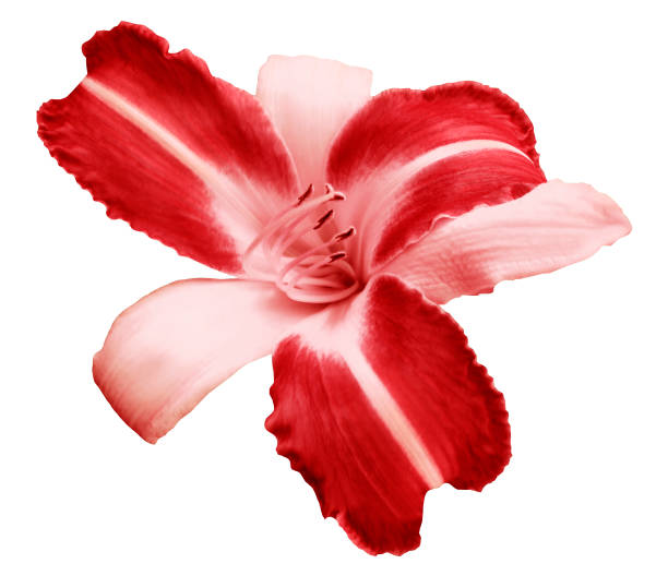 istock White-red  flower  lily on white isolated background with clipping path  no shadows. Closeup.  Nature. 828448894