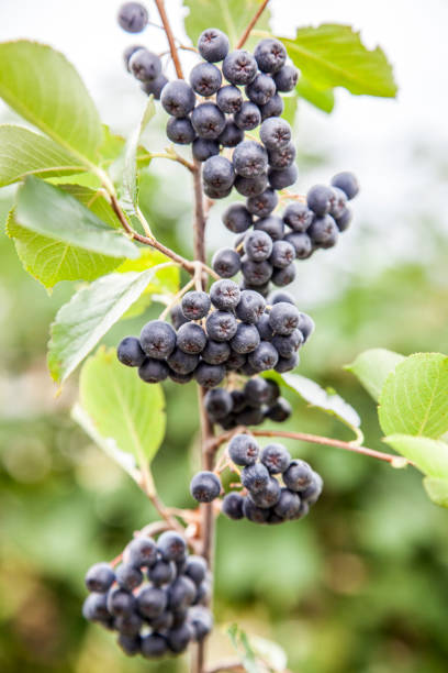 istock Aronia or black chokeberry 828449240