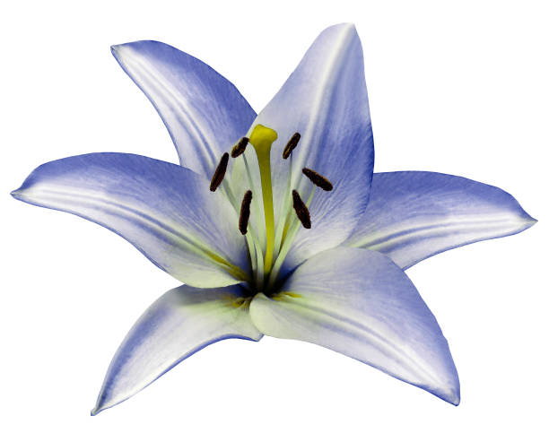 istock Blue  flower Lily on isolated white  background with clipping path.  Closeup.  Beautiful white-blue  flower  for design.  Nature. 828451660