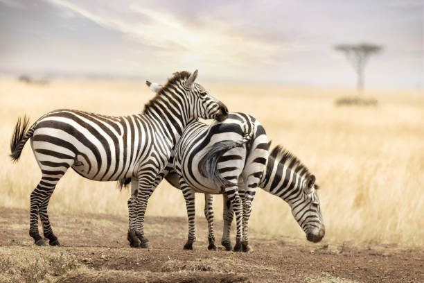 istock Zebra trio in the Masai Mara at dusk 828452002